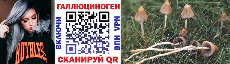 где купить наркотик  Зеленогорск  Псилоцибиновые грибы ЛСД 